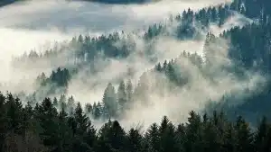 Sagoma di un castello gotico tra nebbia e pini al chiaro di luna