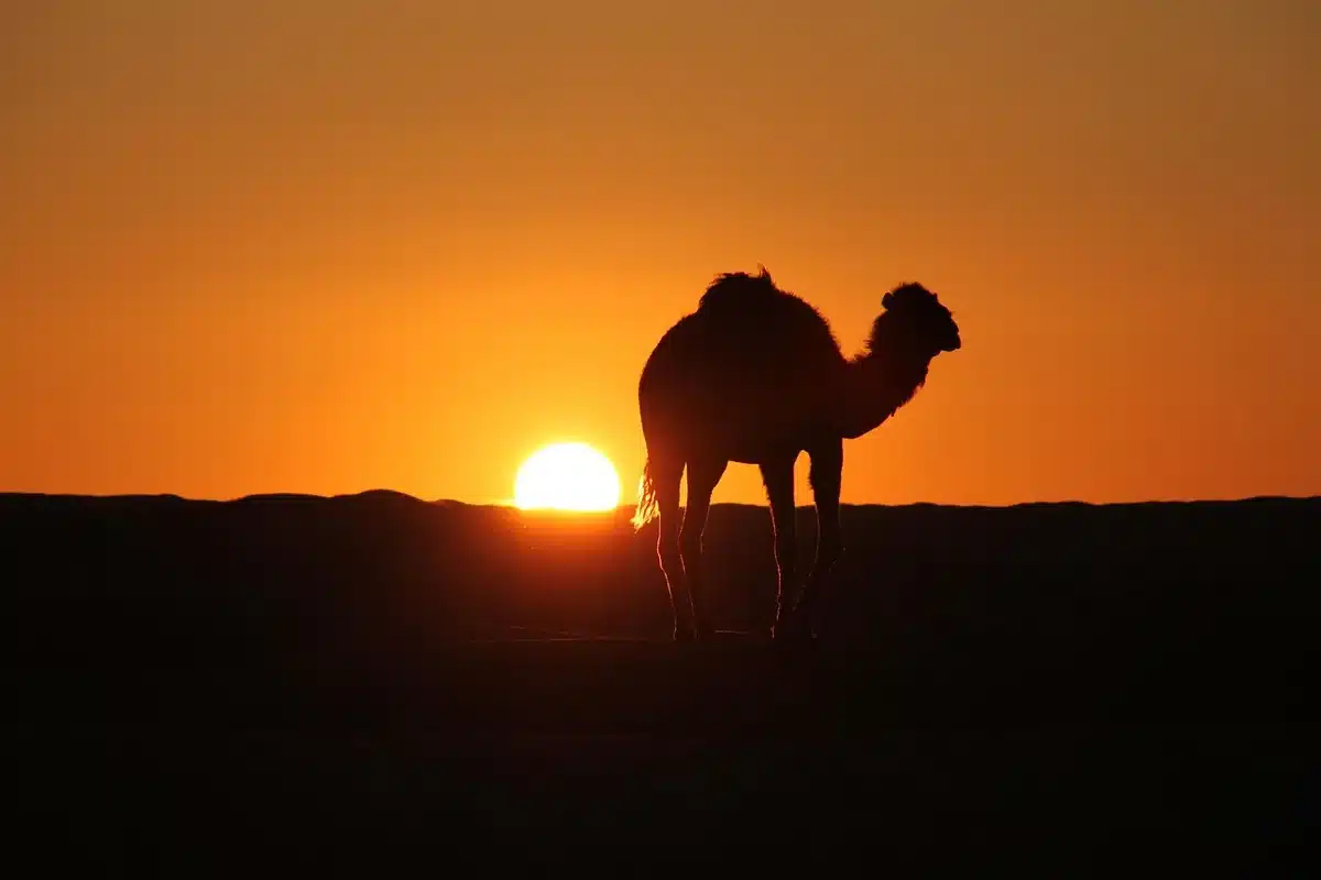 Silhouette di persone e rovine su un set desertico che evoca avventura cinematografica
